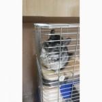 Продам шиншилл