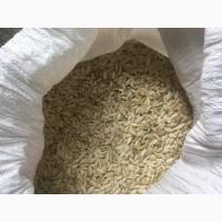 Продам тыквенную семечку, сорт Болгарка