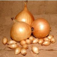 Лук севок «Голиат Стурон»