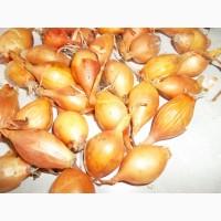 Лук севок «Голиат Стурон»