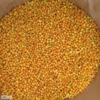 Облепиха ПРОДАМ