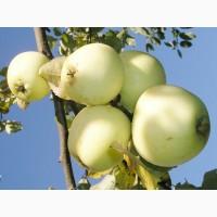 Продам яблоко Антоновка Белая