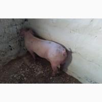 Продаем хряков Ландрас