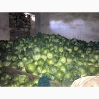 Продам капусту Золтон