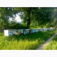 Продам бжолопакети
