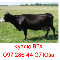 Закуповуємо ВРХ та Коні від населення, господарств Старокостянтинівський та сусідні райони