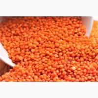 Компанія реалізує сочевицю