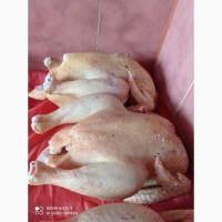 Продам домашні кури
