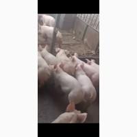 Продам поросят