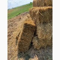 Продам пшеничну солому в тюках