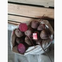 Продам свеклу