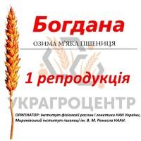 Насіння озимої пшениці БОГДАНА 1 репродукція 2025р