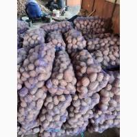 Продам картоплю