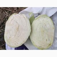 Продам Капусту(Агресор, Екскалібур)