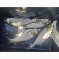 Продам рибу короп толстолоб