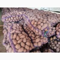 Продам велику картоплю. 2 тони