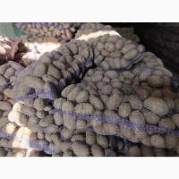 Продам велику картоплю. 2 тони