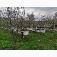 Закарпатські бджолопакети