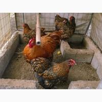 Інкубаційне яйце кур, Орпінгтон палевий, срібло, золото