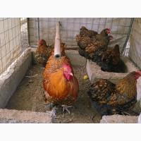 Інкубаційне яйце кур, Орпінгтон палевий, срібло, золото