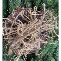 Алтея корінь, лікарські рослини, продаю алтею, проскурняк