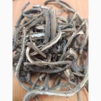 Куплю коріння лопуха