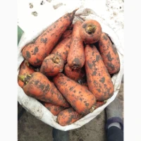 Продам моркву Абразо
