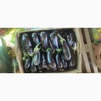 Баклажан свіжий з поля