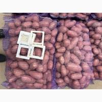 Продаж картоплі від фермера