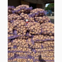 Продаж картоплі від фермера