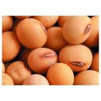 Закупаю СОЮ по всій Україні