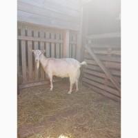 Продам козу (альпійка)