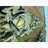 Продам капусту