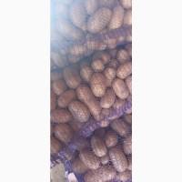 Продам товарну картоплю сорт Королева Анна та Белароса