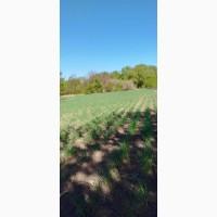 Однозубку часнику сорт Любаша