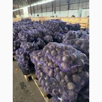 Буряк Монті 1 гат