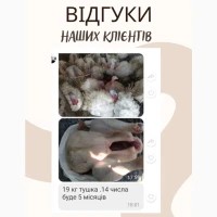 Оптова доставка добових Бройлерів, Редбро, Триколор, Домінант, Адлер