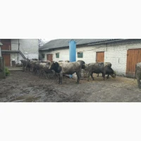 Продам ВРХ (бики)