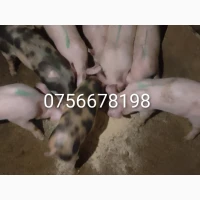 Продам поросят вагою від 10 кілограмів до 50 кг. Опт роздріб