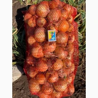 Продам цибулю