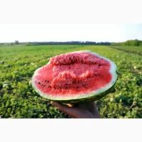 Продаємо кавун Карістан та Продюсер оптом з поля