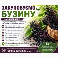 Закуповуємо бузину на заморозку