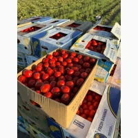 Продамо томат сливку різних видів