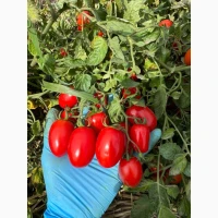 Продамо томат сливку різних видів