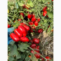 Продамо томат сливку різних видів