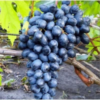 Продам оптом виноград Молдова