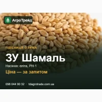 Пшениця озима ЗУ Шамаль: сертифіковане насіння (Saaten-Union)