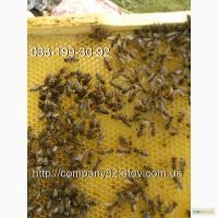 Пчелиные плодные матки молодые (меченые) Карпатка