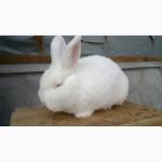 Кролик породы Новозеландский белый (НЗБ)