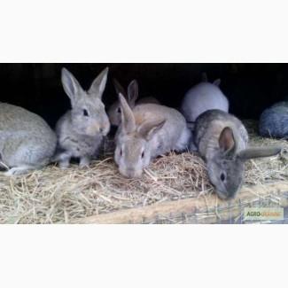 Продам месячных кроликов и подрощенных